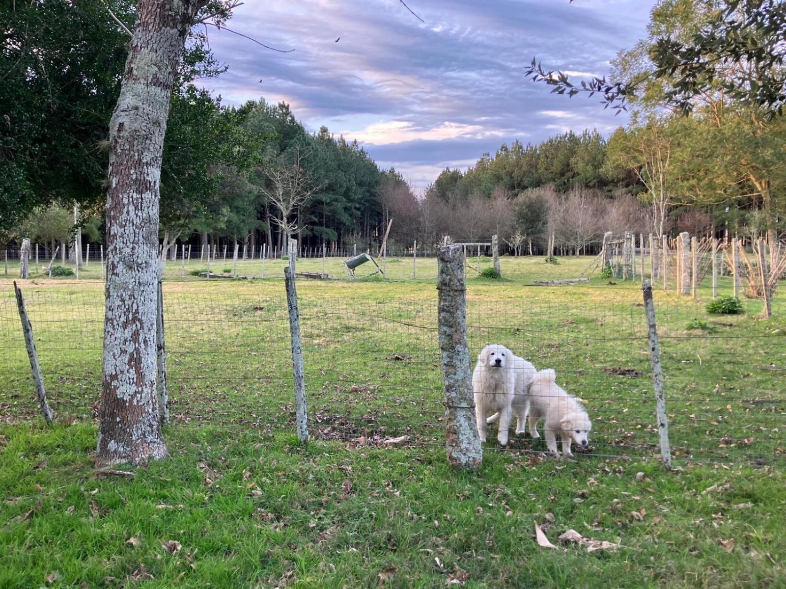Pinos De La Quebrada Βίλα Quebrada de los Cuervos Εξωτερικό φωτογραφία