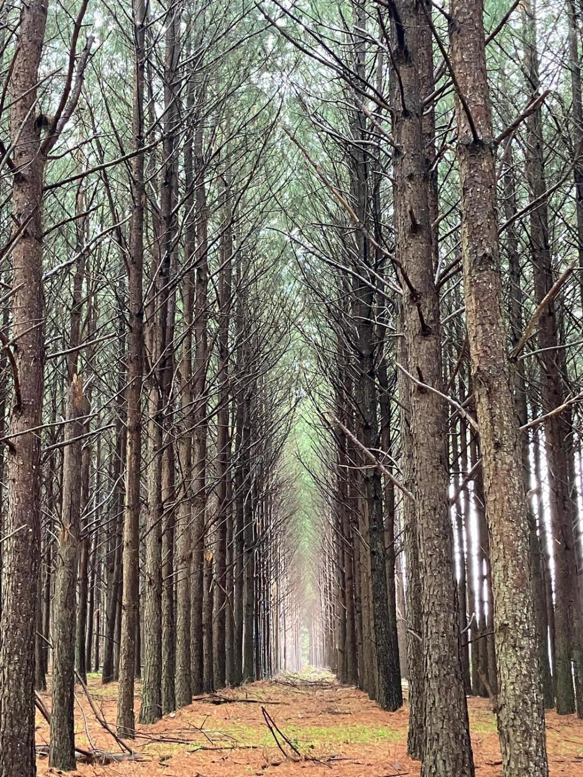 Pinos De La Quebrada Βίλα Quebrada de los Cuervos Εξωτερικό φωτογραφία