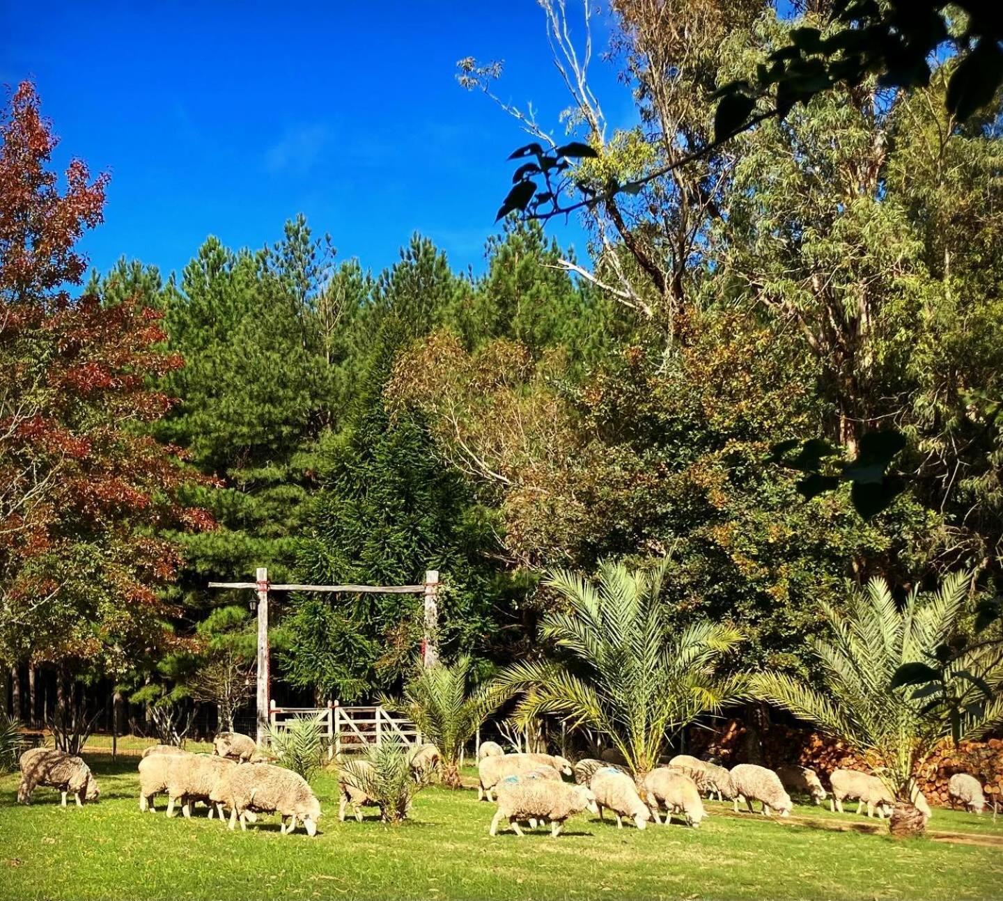 Pinos De La Quebrada Βίλα Quebrada de los Cuervos Εξωτερικό φωτογραφία