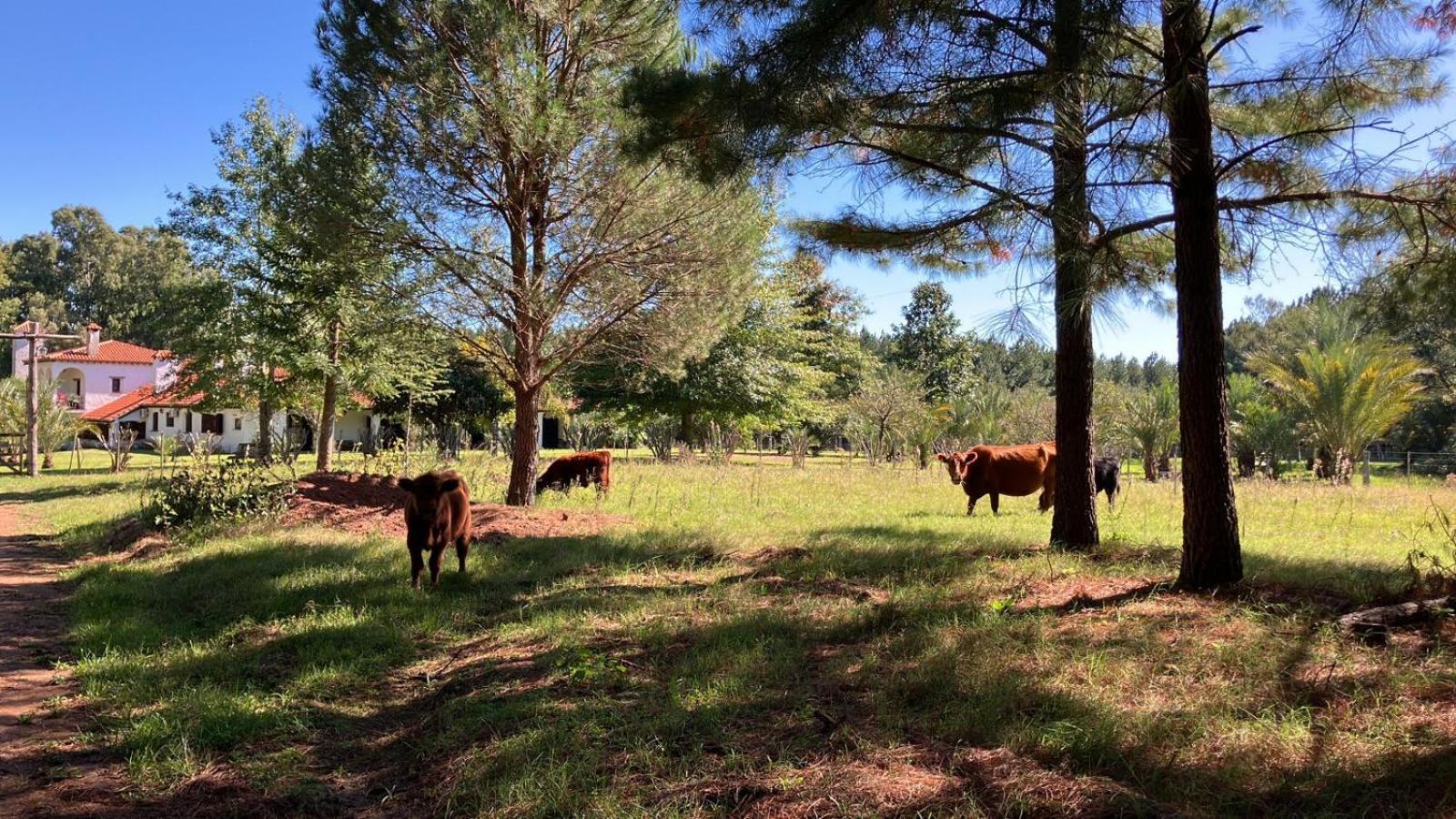 Pinos De La Quebrada Βίλα Quebrada de los Cuervos Εξωτερικό φωτογραφία