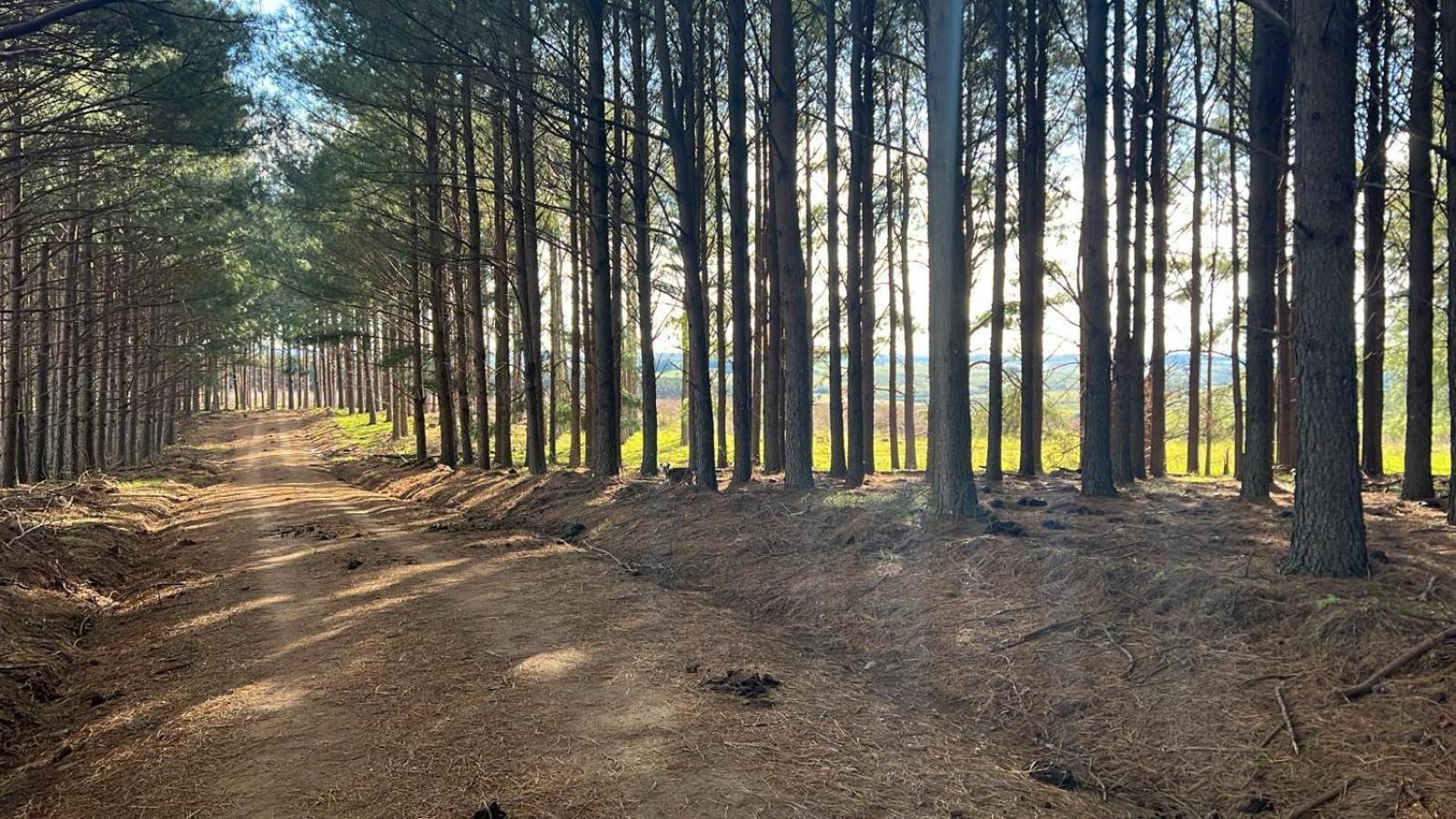 Pinos De La Quebrada Βίλα Quebrada de los Cuervos Εξωτερικό φωτογραφία